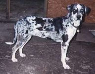 LouisianaCatahoulaLeopardchy3.jpg