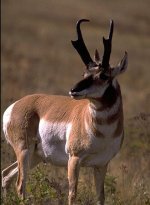 pronghorn.jpg