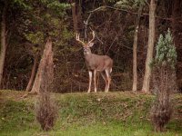 Whitetail Buck 1 640.jpg