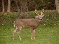 Whitetail Buck 2 740.jpg