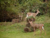 Whitetail 3 Bucks-Face off 740x555.jpg