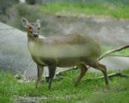 Muntjac.jpg