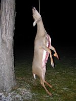 Deer2005_1.jpg