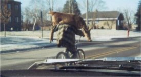 deerbikehauling.JPG