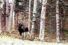 Running moose2.JPG