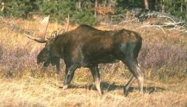 Docile moose in the open.JPG