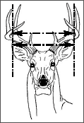 antlers2.gif