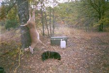 2006 bow buck.JPG