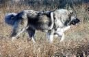 caucasian mountain dog.jpg