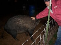 petin' wild ferel hog caught young.JPG