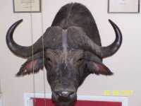 Cape Buffalo.jpg