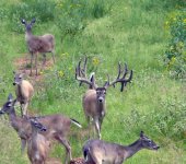 Monster South Texas Buck.jpg