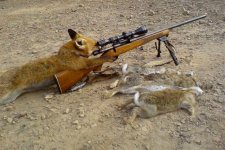 fox hunting.JPG