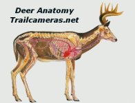 deer-anatomy.jpg