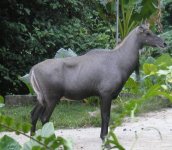 683px-Nilgai.jpg