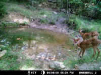 z MDGC0025 fawns.JPG