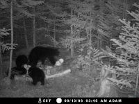 Sow & 3 Cubs 03.jpg