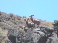 desert bighorn 1.jpg