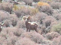 desert bighorn 2.jpg