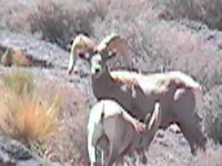 desert bighorn 3.jpg