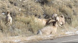 big horn sheep 3small.jpg