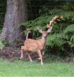 Deer in Backyard1 small.JPG