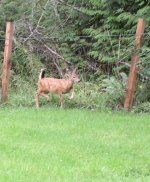 Deer in backyard3 small.JPG