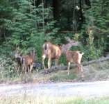 Deer in backyard4 small.JPG