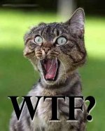 WTF Cat.jpg