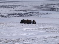 Musk Ox in Noatak National Park.jpg