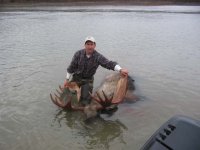 Bull moose in Noatak National Park.jpg