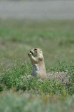 prairiedog-.jpg