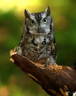 screech-owl-1.jpg