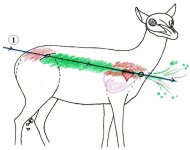 antelope_ballistics001.jpg