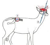 antelope_ballistics003.jpg