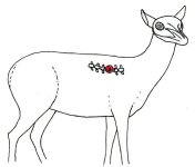 antelope_ballistics006.jpg