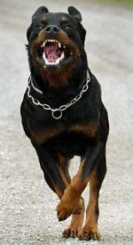 rotweiler210_438957w.jpg