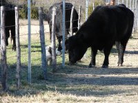 wild piglets 1-8-10 012.jpg