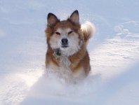 Cinnamon_playing_in_snow_2010.JPG