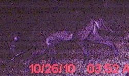 Deer Cam Cat 1.jpg