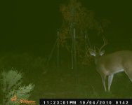 big deer 018.JPG