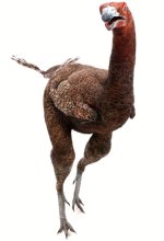 dino bird.jpg