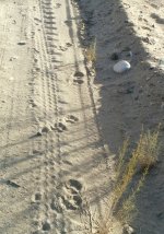 Cat Tracks.jpg