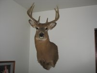 Al's Deer Front.jpg