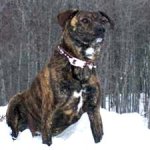 mountain_cur.jpg