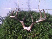 2011Stag1Antlers.jpg