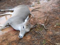 deer down.jpg