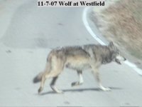 wolf6.jpg