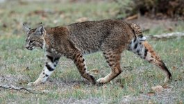 Calero_Creek_Trail_Bobcat.jpg