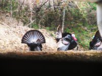 Turkey driveway.jpg